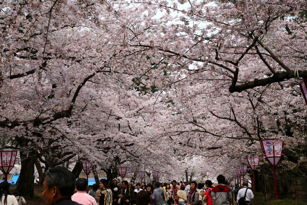 2026さくらまつりプラン8畳和室