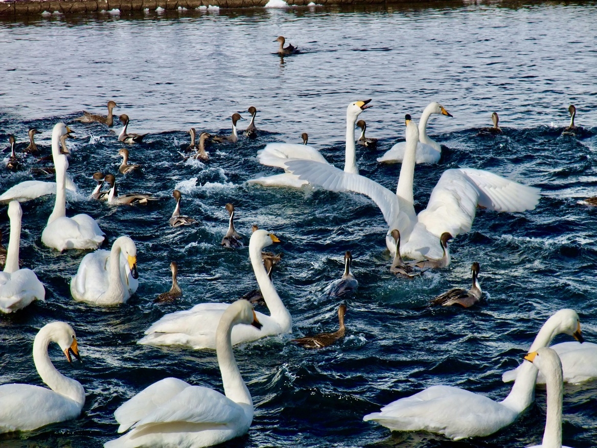 2026年2月通常プラン8畳客室