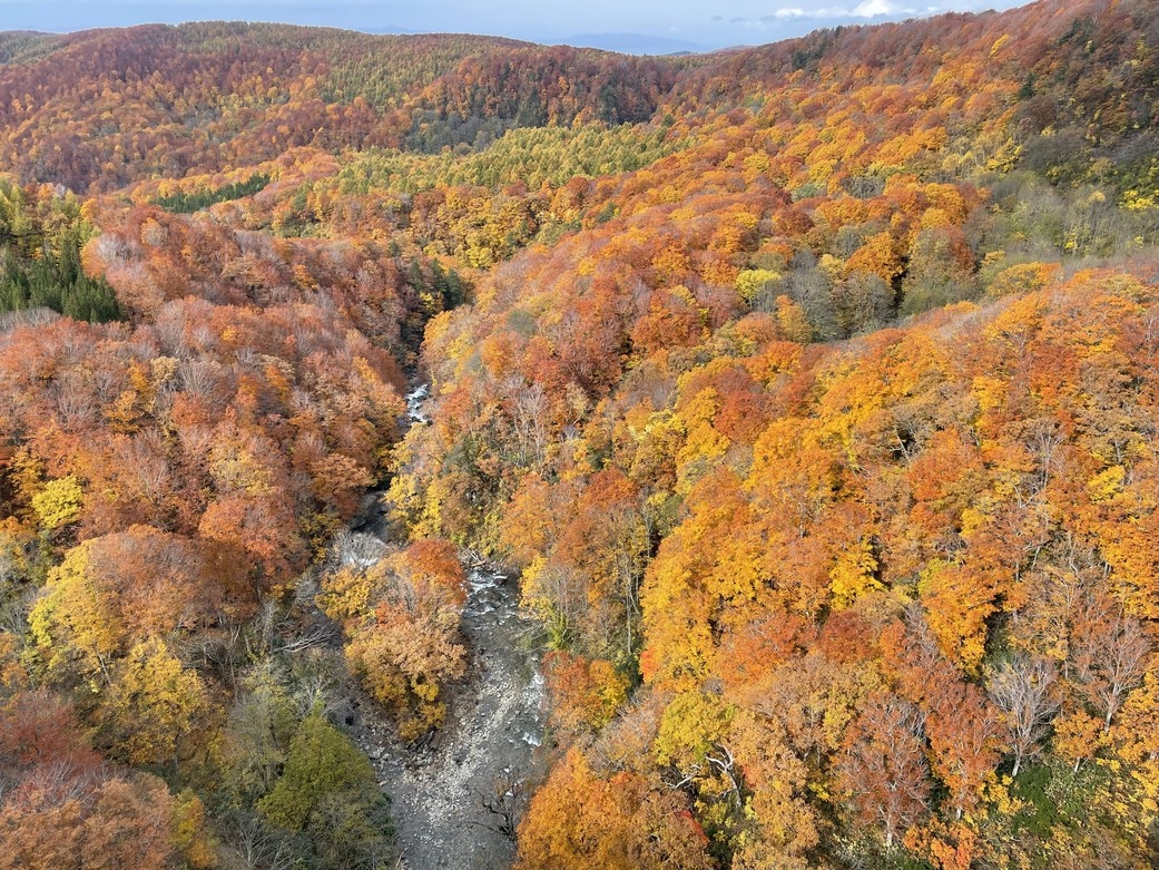 紅葉の見頃です！11月通常プラン6畳客室