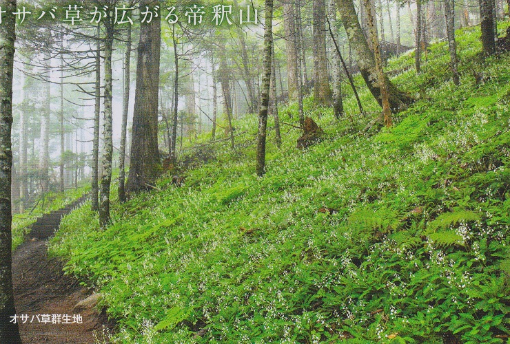 オサバグサ群落