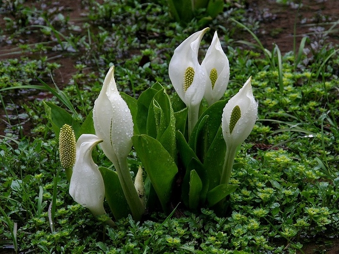 水芭蕉（拡大画像）