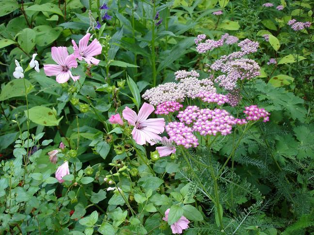 アルペン フローラ 庭の花 楽天トラベル