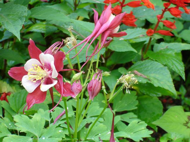 アルペン フローラ 庭の花 楽天トラベル