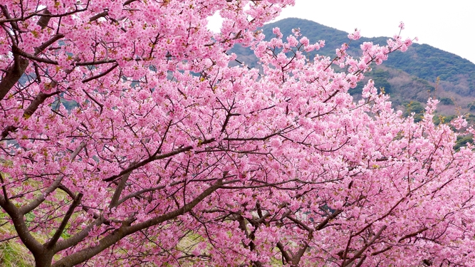 【桜の季節、いよいよ到来！】河津桜まつり好アクセス！桜スパークリング×スイーツ！桜尽くしの贅沢プラン