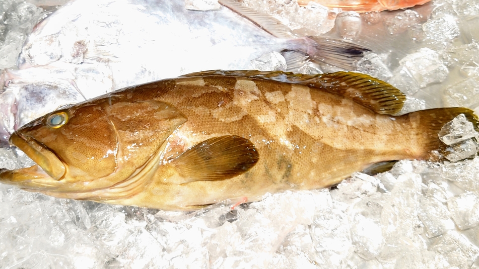 【幻の高級魚「クエ」】磯自慢吟醸と味わう旨み溢れるクエ会席