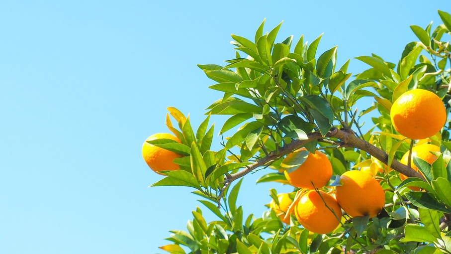 【陽だまり果実】甘く爽やかな早生・温州みかん！もぎたての甘さを味わう収穫体験