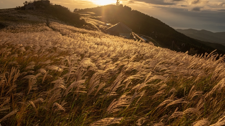 【黄金に輝くすすきの絶景を楽しむ】秋風に揺れるすすきとみかん収穫体験で秋の伊豆を満喫