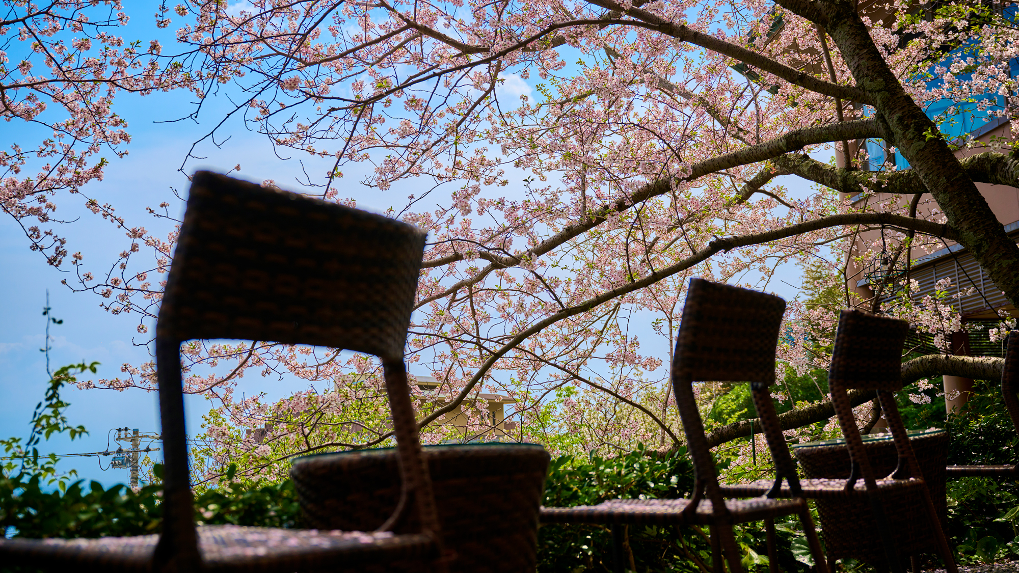 桜を愉しむテラス