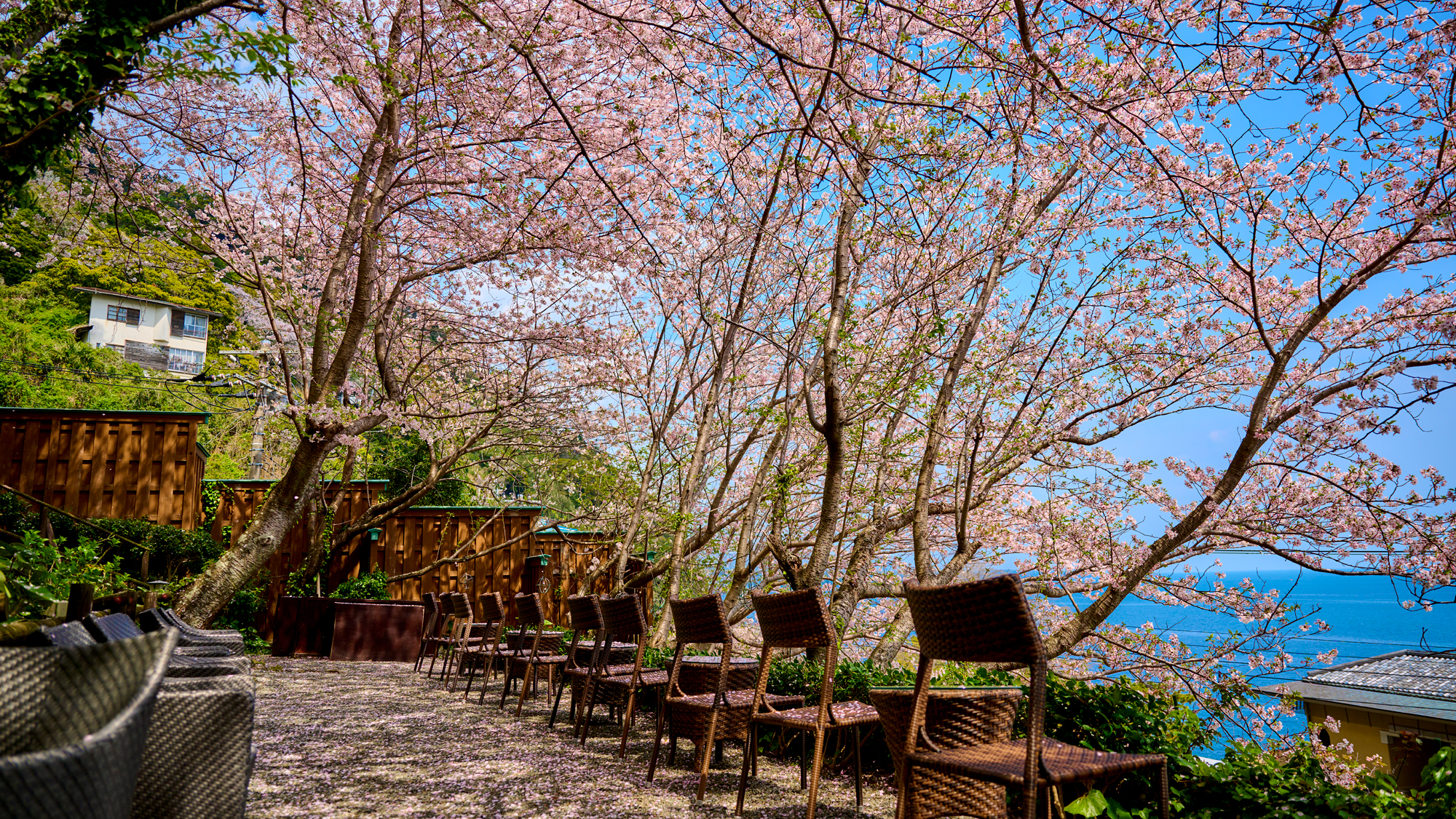 桜を見ながらで愉しむアペリティフテラス