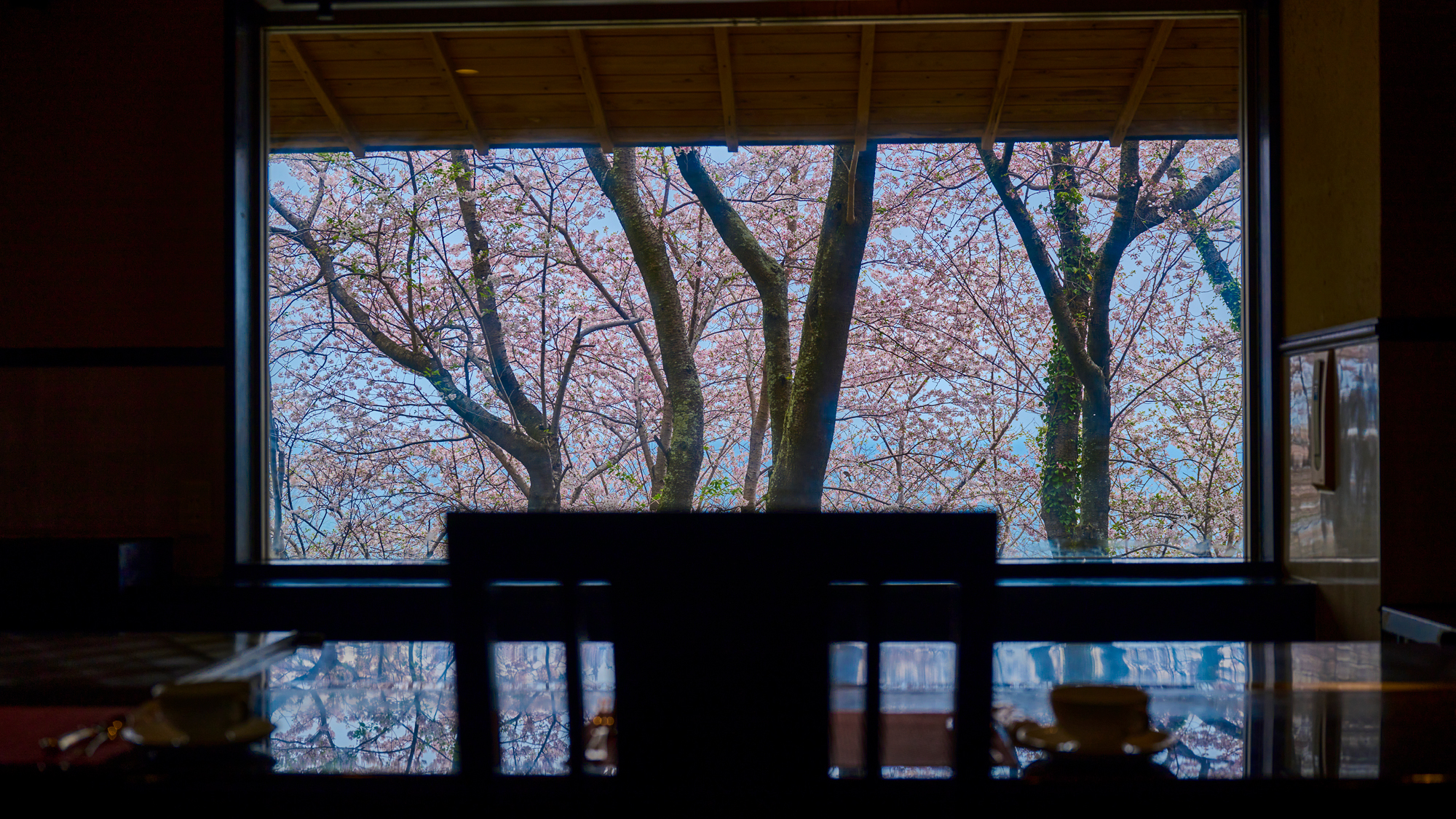 鉄板焼レストランから望む桜