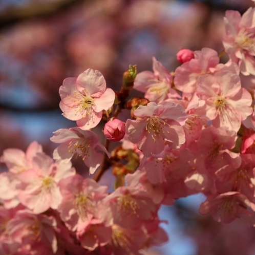 【観光】河津桜