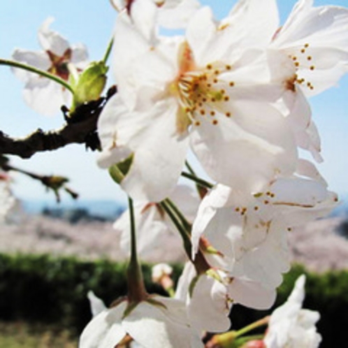 鳥取市　久松公園の桜