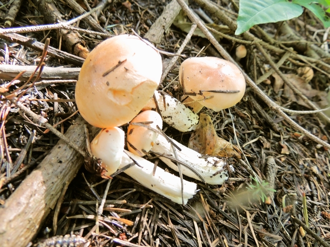 マツキノコ　お味噌汁にするとキノコから出るダシと香りが最高です！