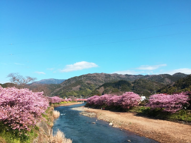 河津さくら