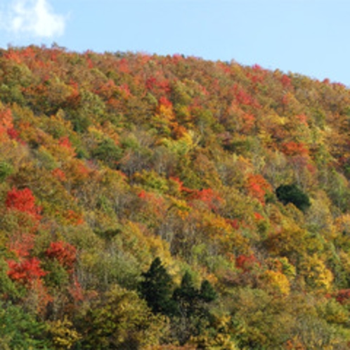 *客室から眺める紅葉／秋には周りの山々が美しく色付きます。