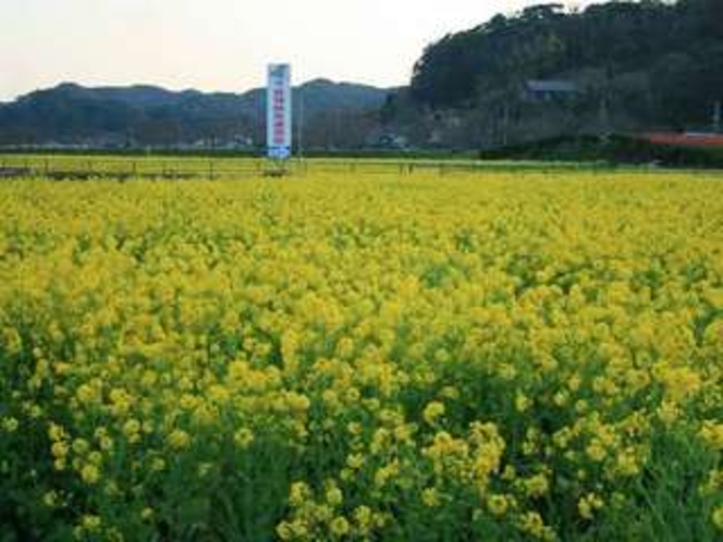 一面の菜の花畑