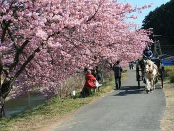 桜祭りの馬車です