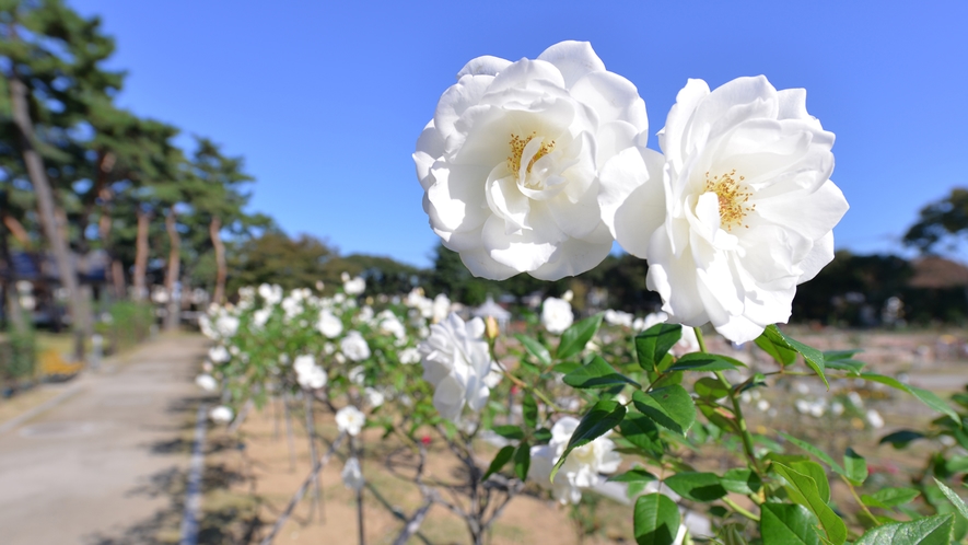 *敷島公園/600種7,000本のバラや四季を彩る花木をご覧いただける“バラ園”。毎年春と秋に“バラ