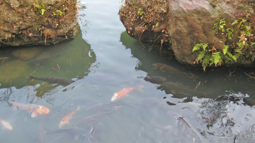 *庭園の眺め／大きな池には鯉が悠々と泳いでいます。のんびり眺めてお過ごし下さい。