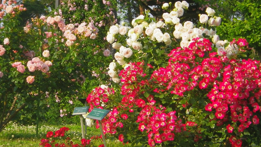 *敷島公園／毎年人気！毎年春と秋にはバラ祭が開催されます！アクセスは当館のすぐ目の前です♪