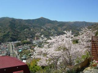 温泉棟から見える敷地内の桜（ｃ）