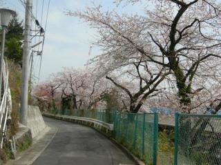 湯河原駅裏桜並木
