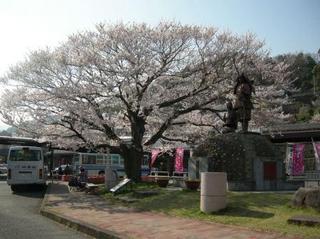 駅前の桜満開