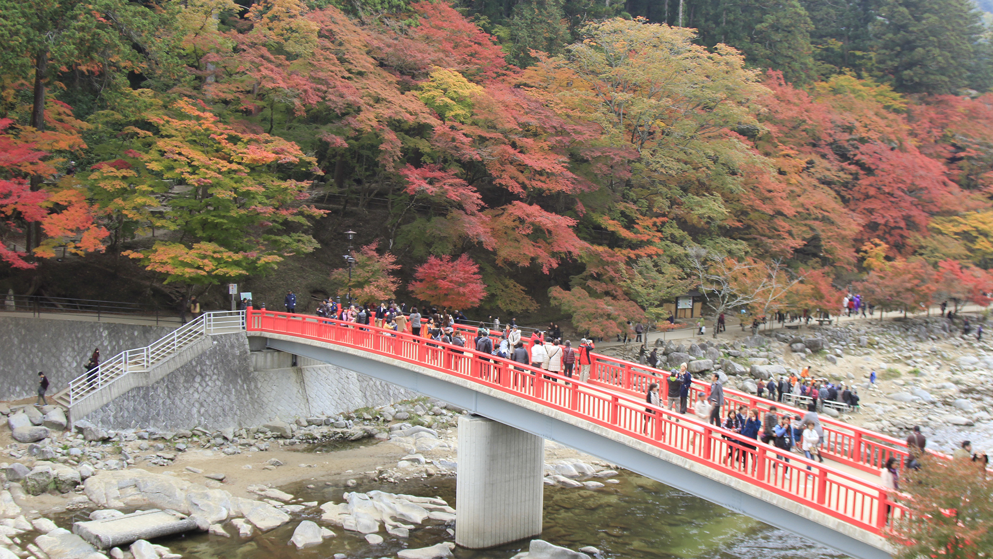 【紅葉】毎年11月が見頃です♪