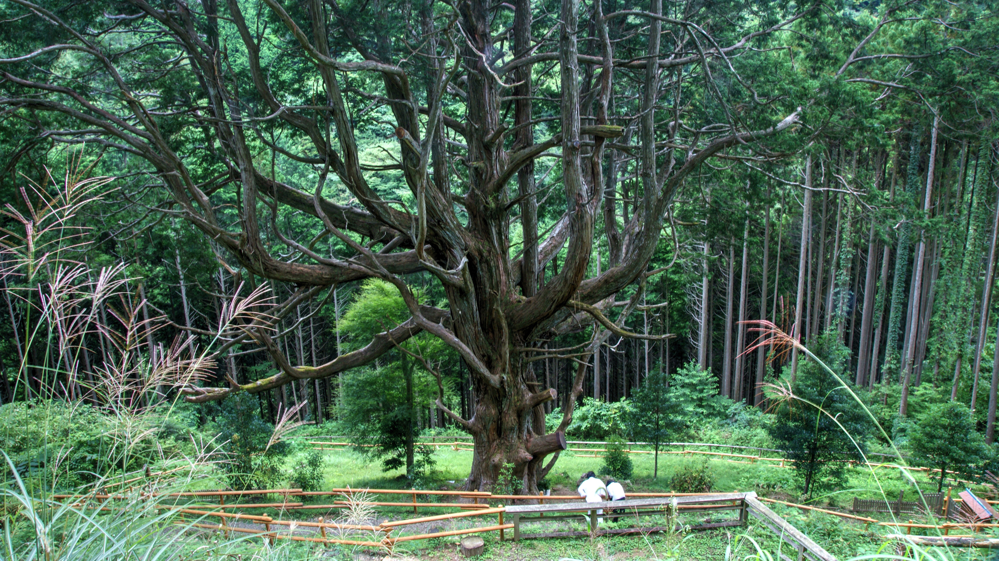 *【大久保のヒノキ】推定樹齢800年の日本一の大檜です。