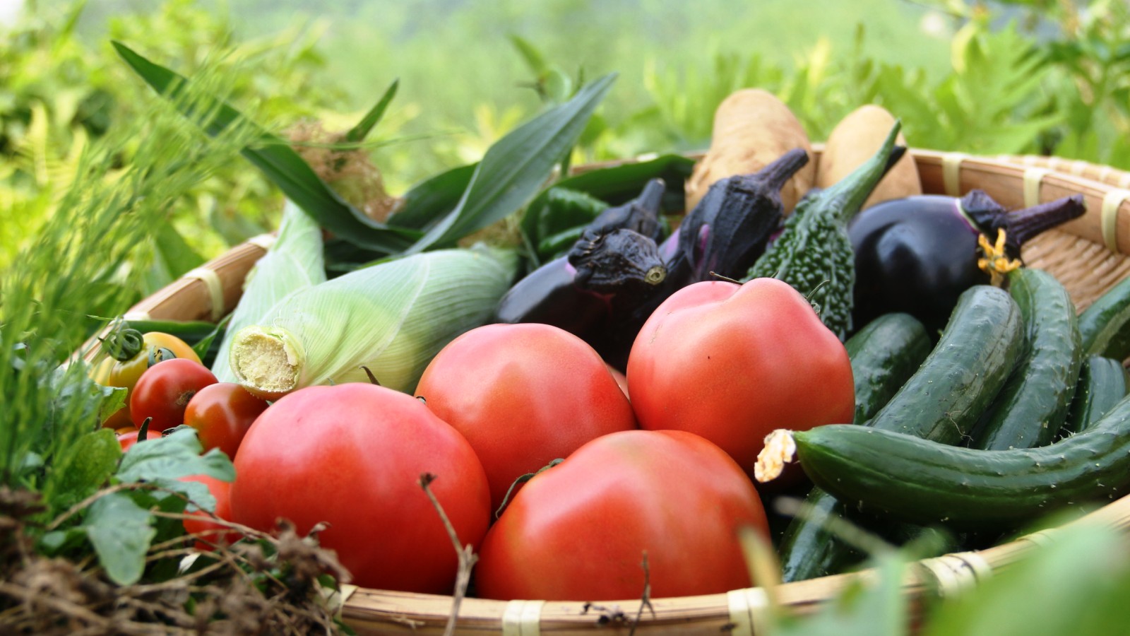 ・自家栽培の夏野菜　