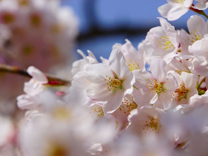 早川沿いの桜