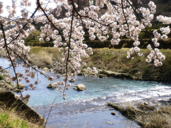 早川沿いの桜