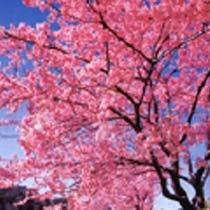地域最安! 伊豆白浜満喫！お得な素泊まりプラン♪【リーズナブル】