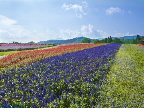 【期間限定・シングル限定】1名様でも料金の割増なし！シングル1泊2食付宿泊プラン