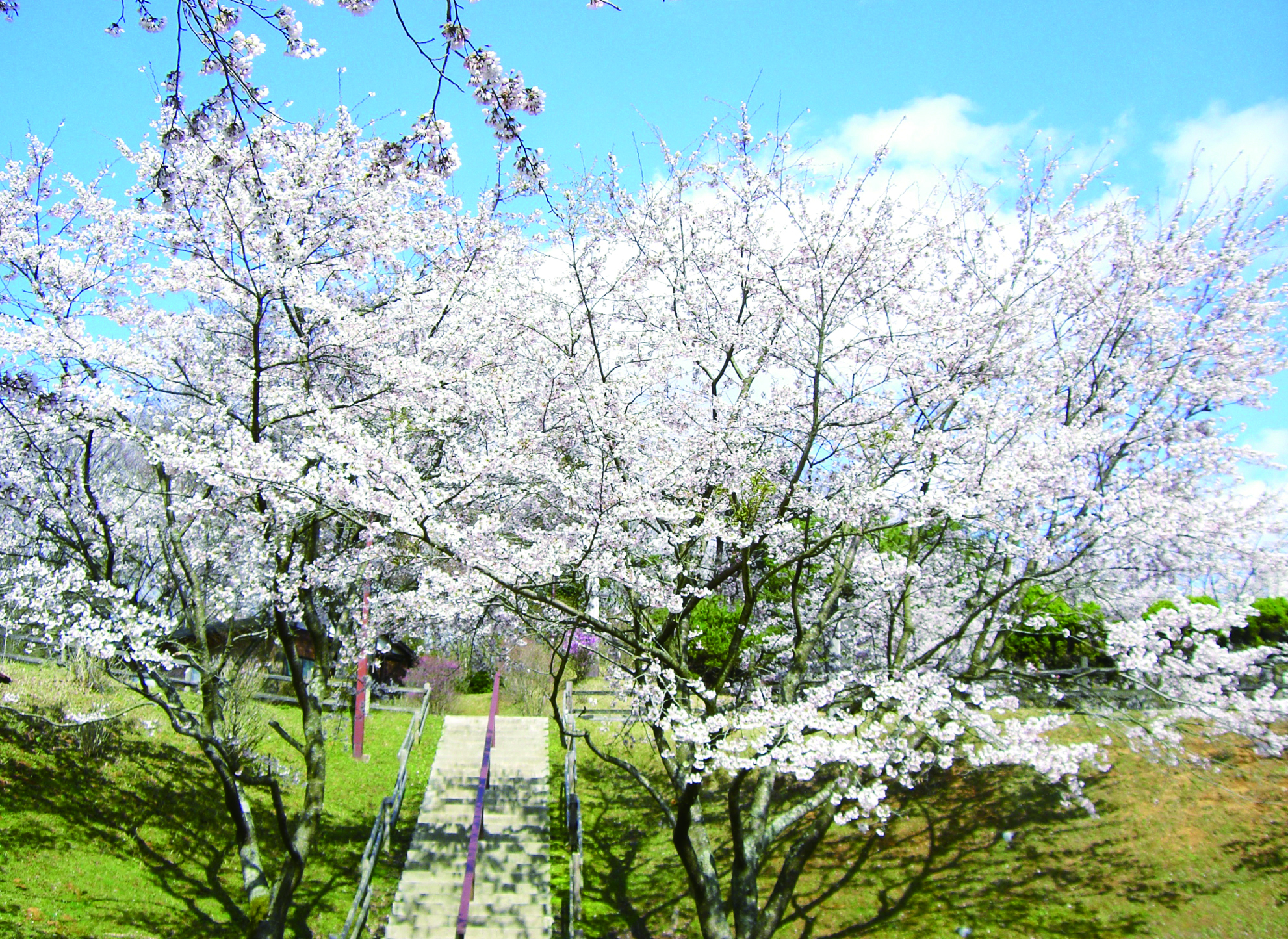 桜　※4月中旬　（イメージ）