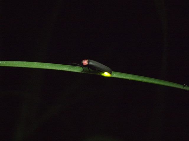 ホタル　※6月中旬　（イメージ）