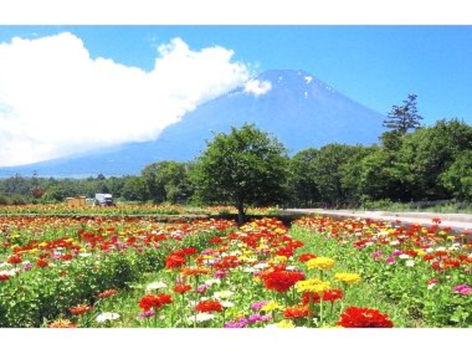 花の都公園の花々はとっても素敵なポイントです。是非訪れて欲しいポイントです。