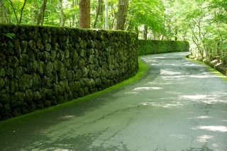 苔むす別荘地への道