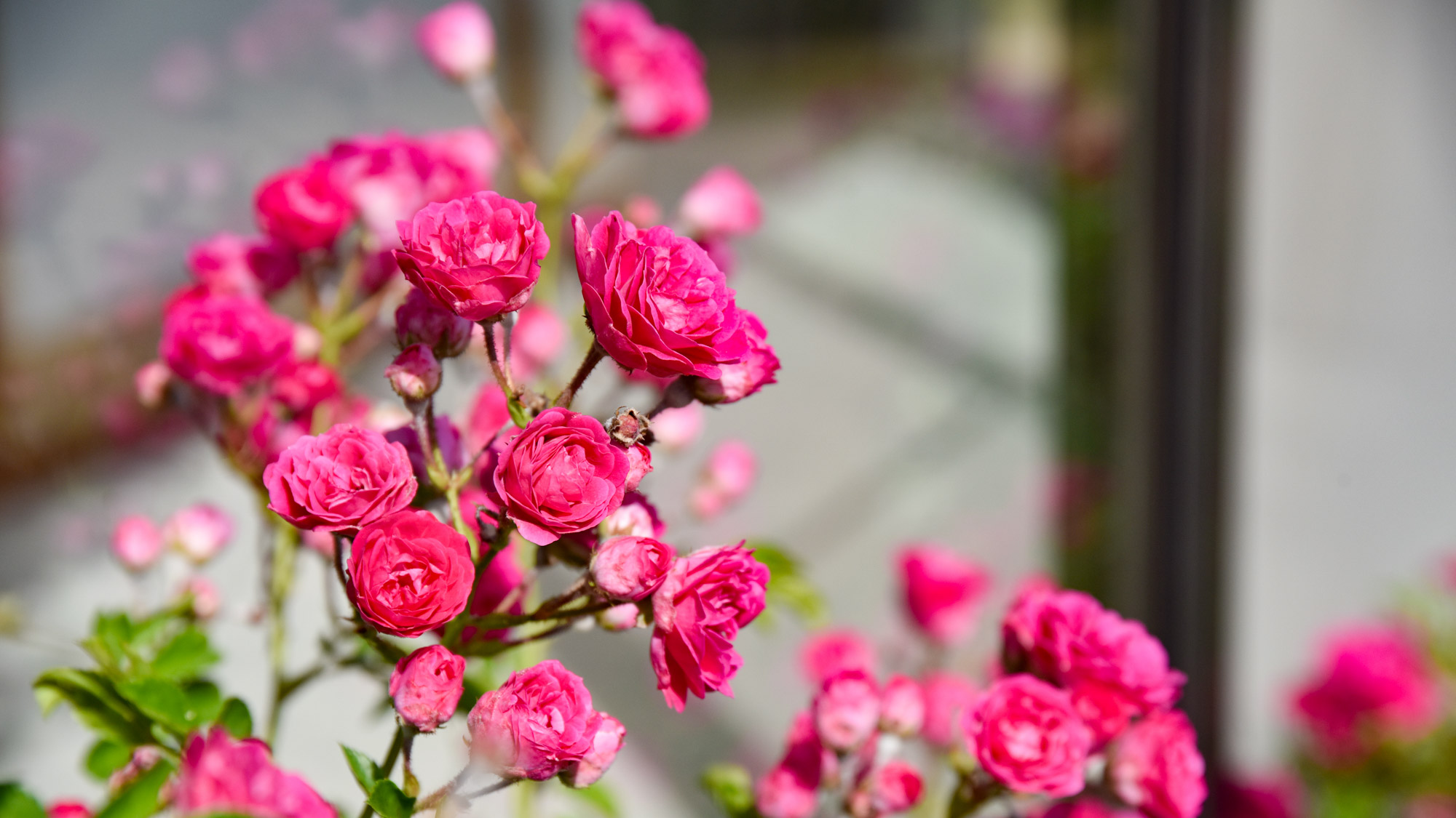 *花壇　四季折々のお花でお客様をお迎えします。