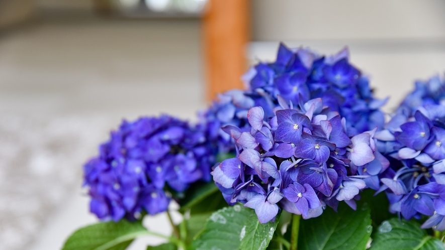 *花壇　四季折々のお花でお客様をお迎えします。