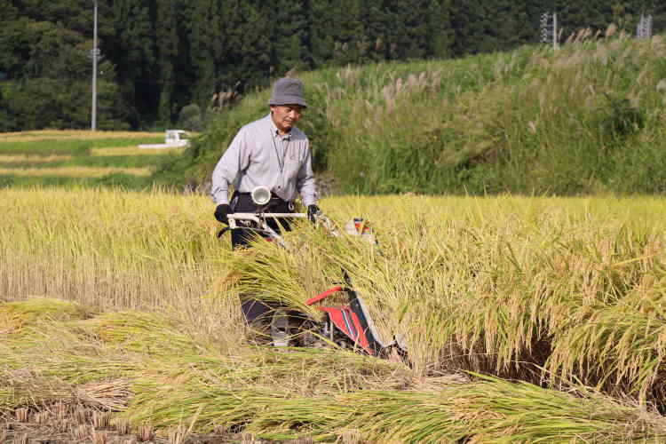 手間暇かけ丁寧に刈り取り作業