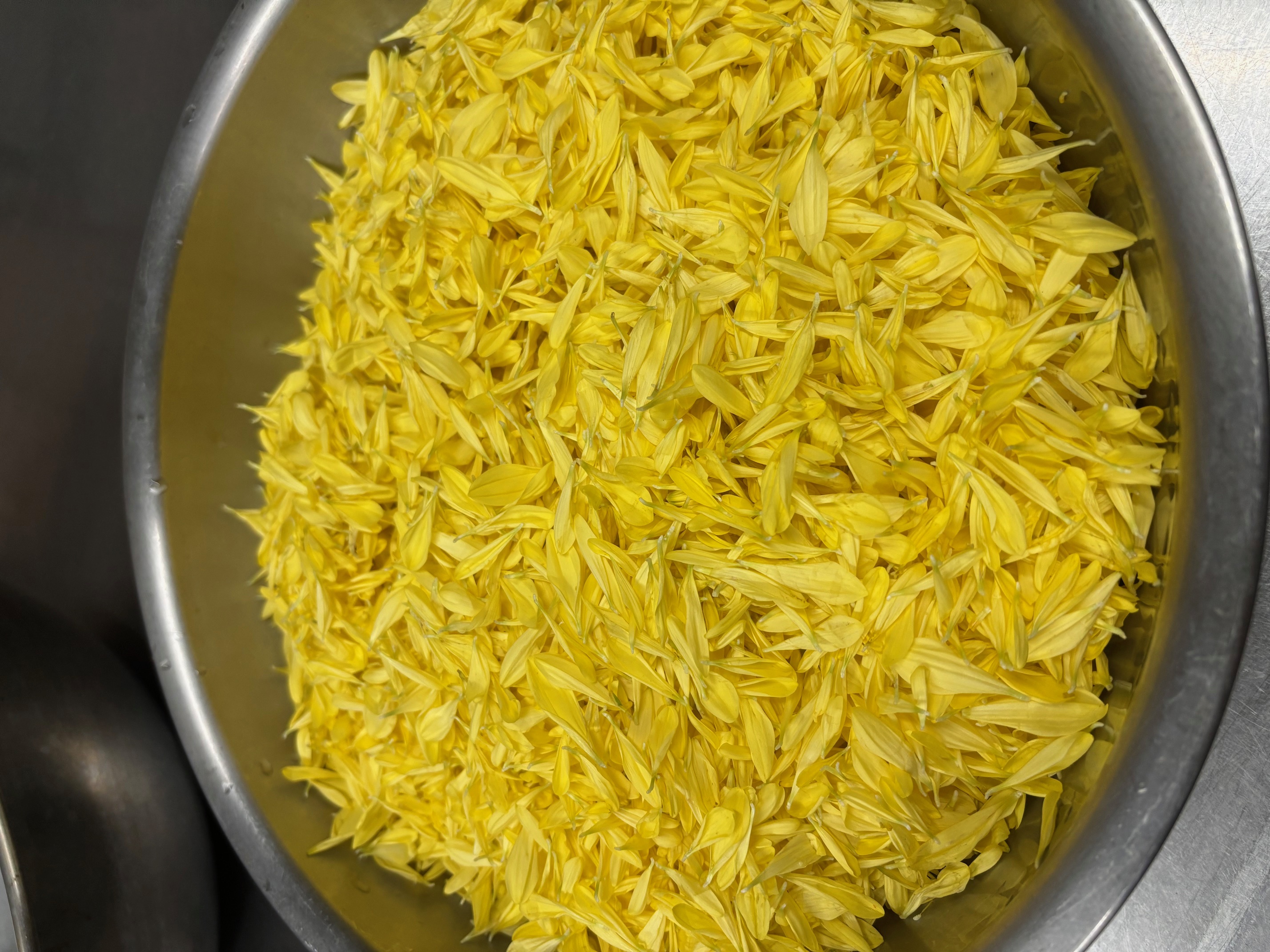 越冬準備「菊」