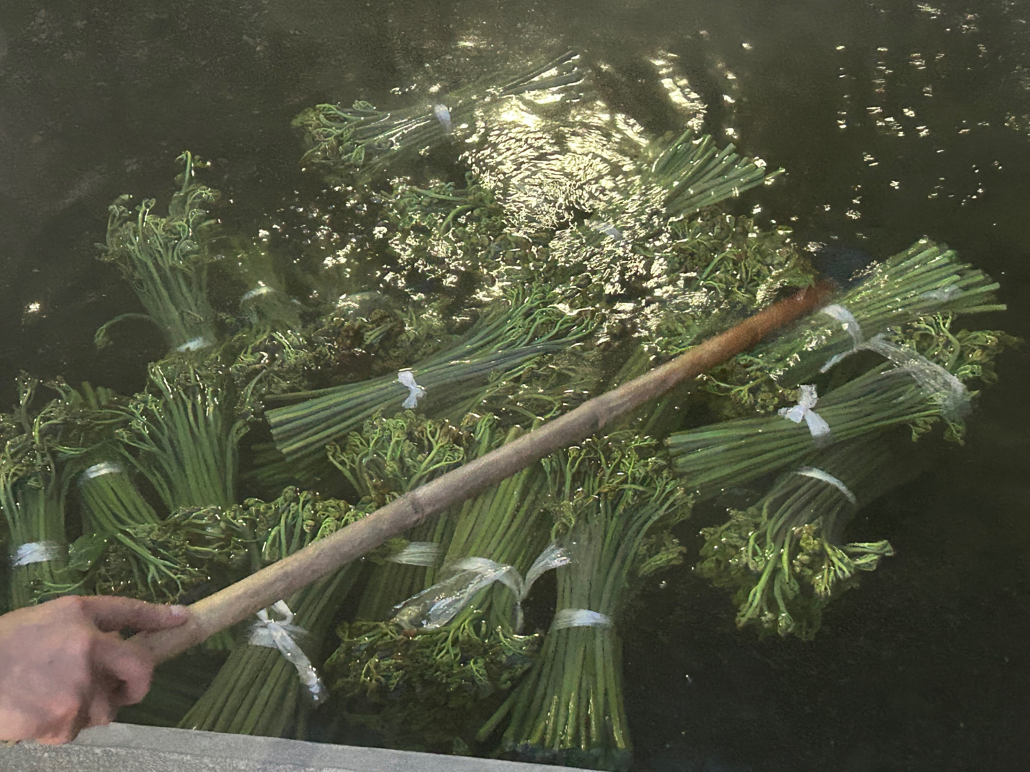 山菜（わらび）　名所　温泉茹で釜【麻釜＜おがま＞】