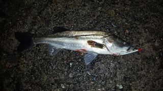 こんなのも釣れます！