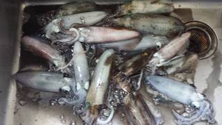 アオリイカも釣れます！