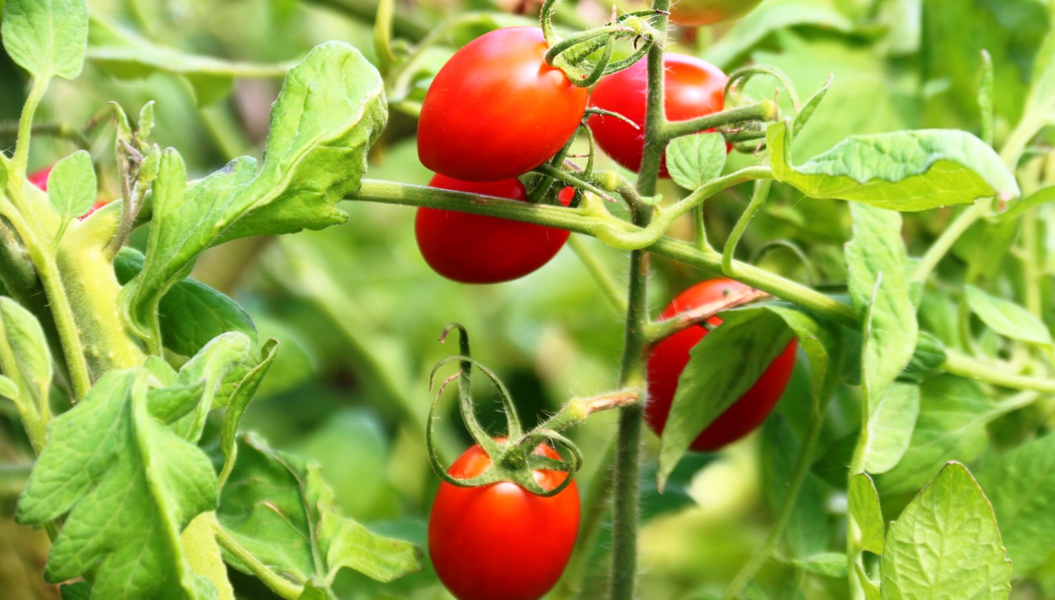 【食事】自家菜園の野菜を中心にお出ししています