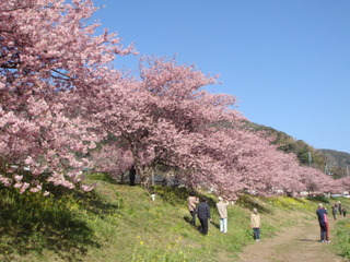 みなみの桜と菜の花まつり