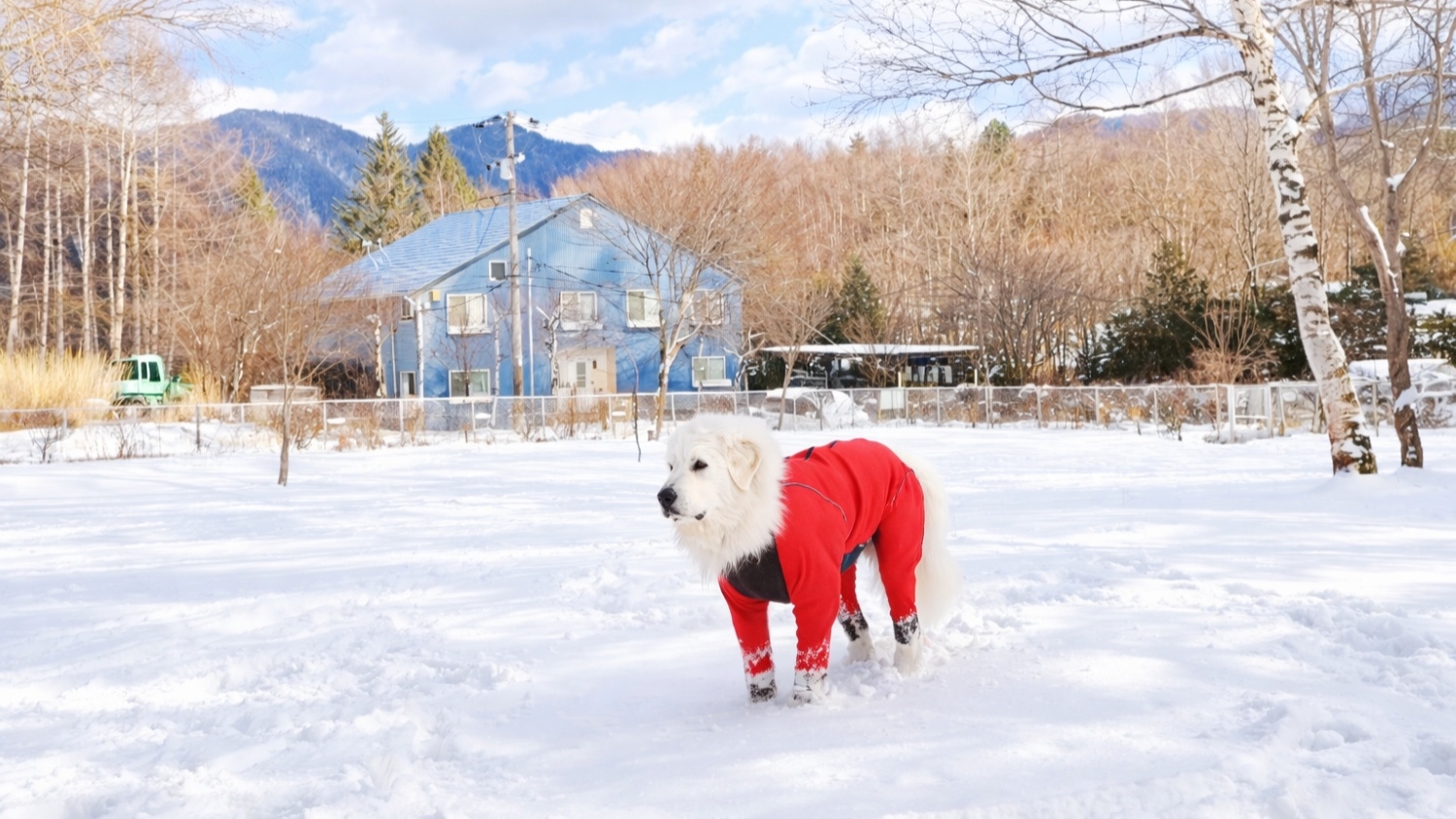 【ペット同伴限定】ひとり旅歓迎♪お日にち限定プラン｜ペットと泊まれる｜1泊2食