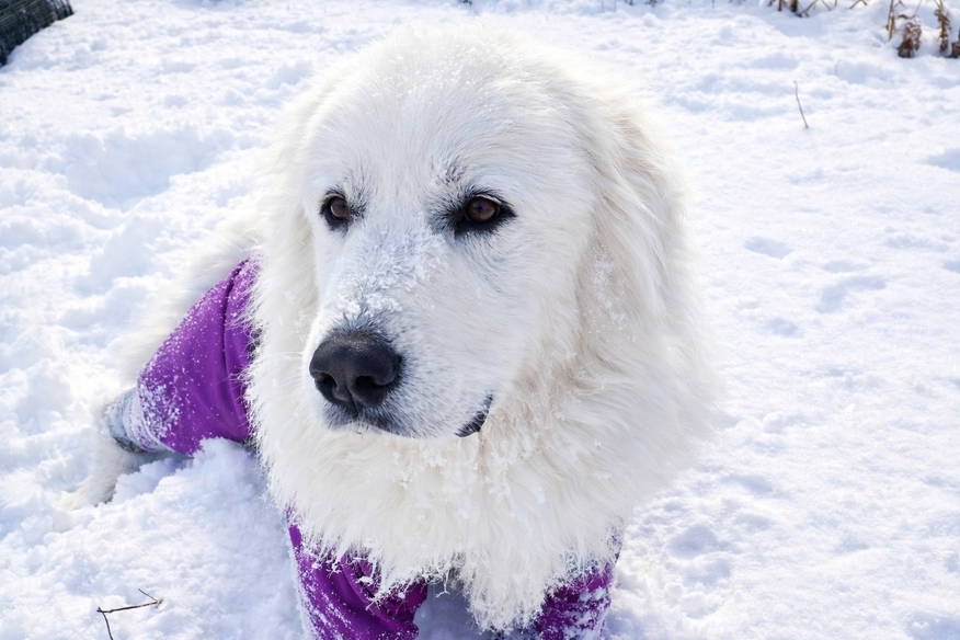 自由気ままに♪シンプルプラン｜ペットと泊まれる｜素泊まり