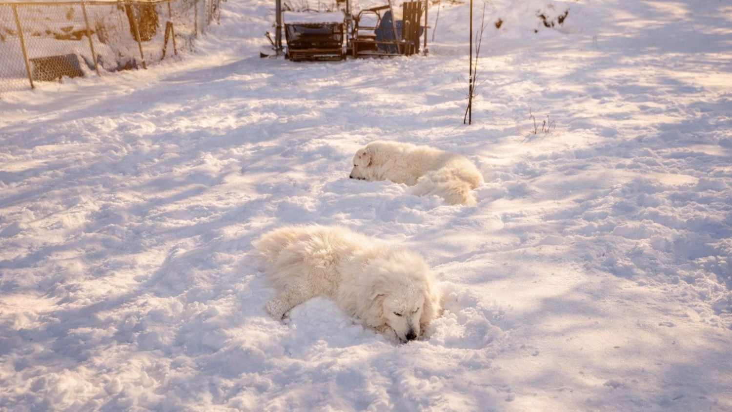 雪のドッグラン　ボンドとイトは雪の中を駆け回ってちょっと休憩